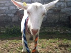 Pio: B.A. in fattoria all'alpe Zalto